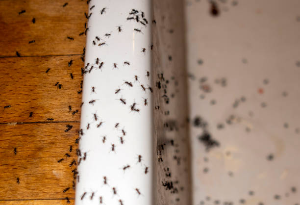 Best Pest Removal Services  in Estancia, NM